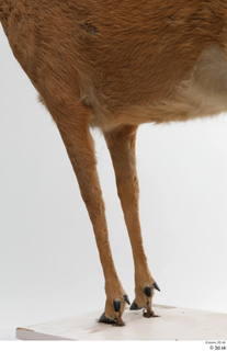 European roe deer leg 0046.jpg